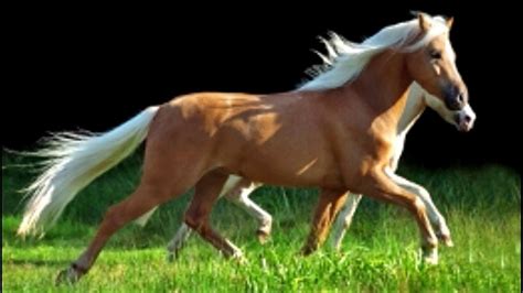 Two Horses, All About Horses, Golden Horse, Palomino Horse, Shades Of ...