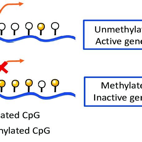 DNA methylation within a gene promoter region. Unmethylated CpG islands ...