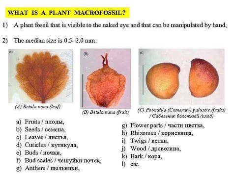 PLANT MACROFOSSIL Birks H H Plant macrofossil introduction