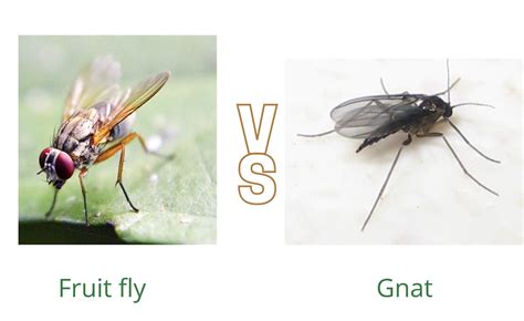 Drain Gnats Vs Fruit Flies - Best Drain Photos Primagem.Org