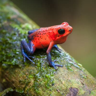 Pink Poisonous Frogs