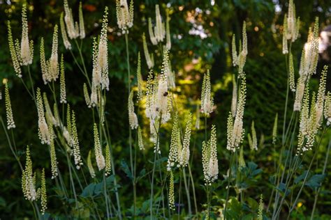 Black cohosh: species, plant care & uses - Plantura