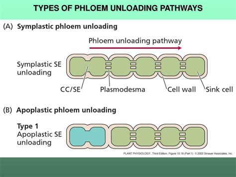 PPT - PHLOEM TRANSLOCATION PowerPoint Presentation, free download - ID ...