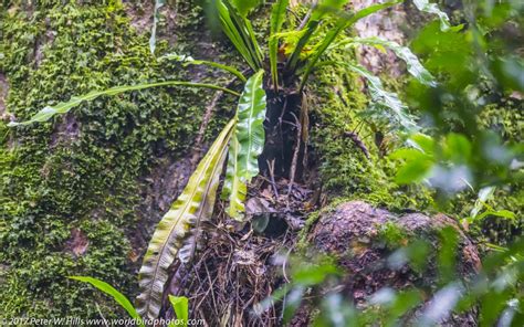 Pitta Green-Breasted (Pitta reichenowi) nest - Uganda - World Bird Photos