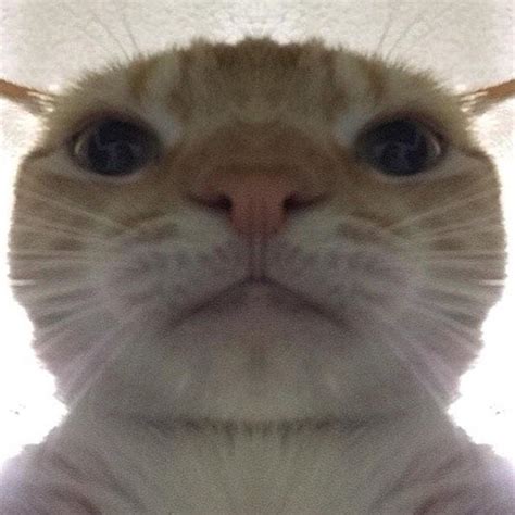 Facetime Cat Staring At Camera Meme - img-ultra