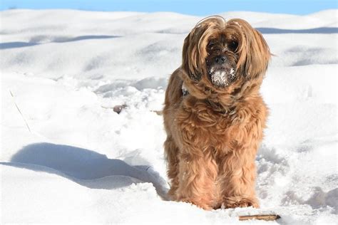 Tibetan Plateau is very rich in wild animals and plants. : r/aww