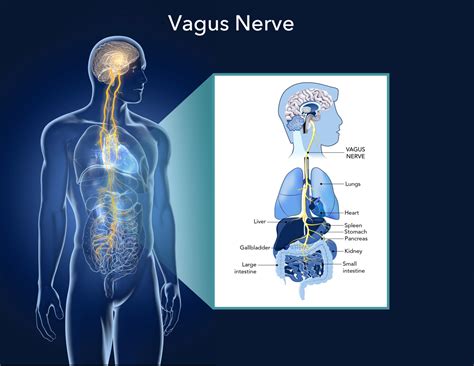 The Function and Benefits of Stimulating the Vagus Nerve - Tivic Health