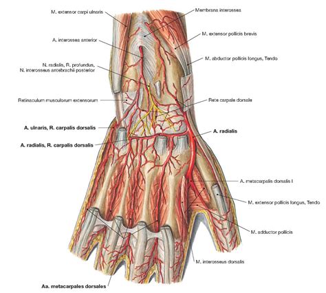 VESSELS AND NERVES OF THE DORSUM OF THE HAND ANATOMY | Hand anatomy ...