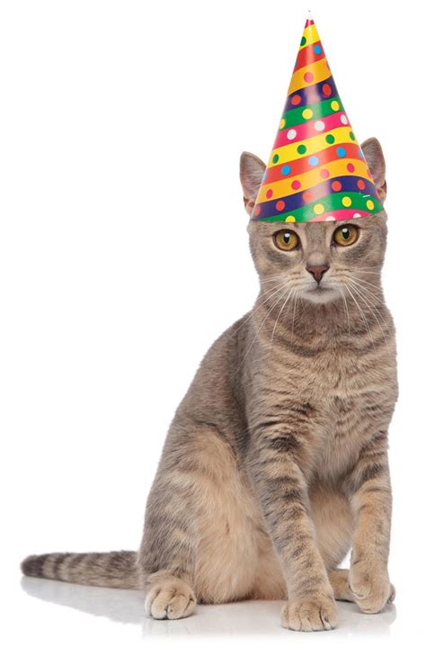 How to Throw a Birthday Party for Your Cat