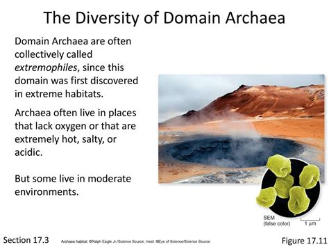 Chapter 17 Bacteria and Archaea - ppt download