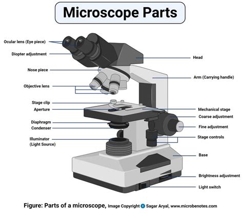 microscope parts and functions pdf slideshare - Matilda Dupont