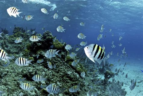 The 7 Best Places to Go Snorkeling in the Bahamas