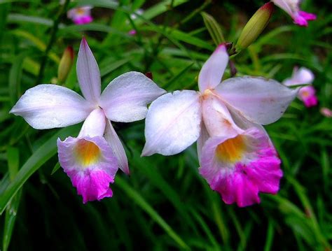 bamboo orchid (Plants of Hawaii Volcanoes National Park) · iNaturalist.org