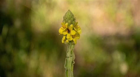 MULLEIN FLOWER ESSENCE