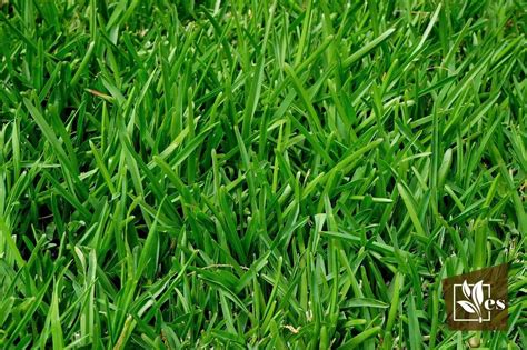 Creeping Red Fescue Pros and Cons: What You Need To Know - Evergreen Seeds