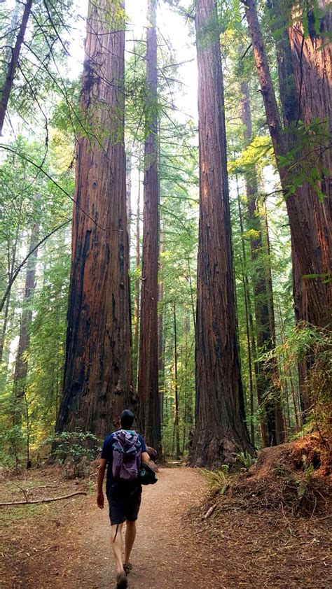 Explore Redwood National Park [A Must-See Guide with Breathtaking Photos!]