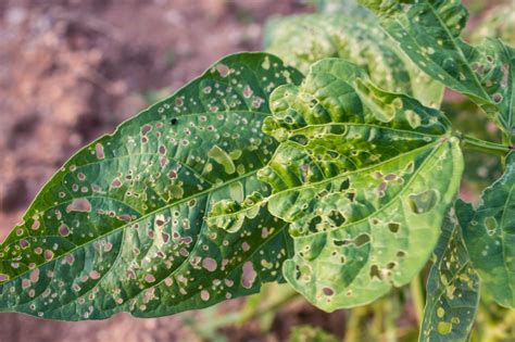 6 Common Plant Diseases & Pests - Benchmark LandscapeBenchmark Landscape