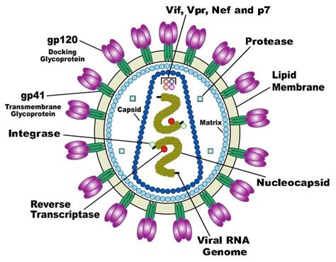 2 Structure of HIV genome [158] | Download Scientific Diagram