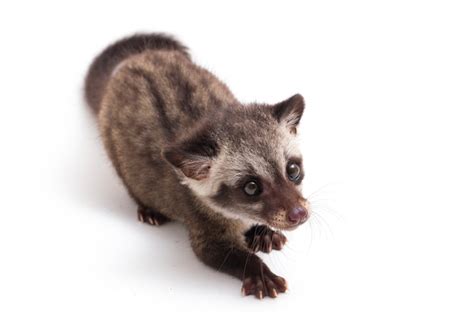 Premium Photo | Baby asian palm civet on white background