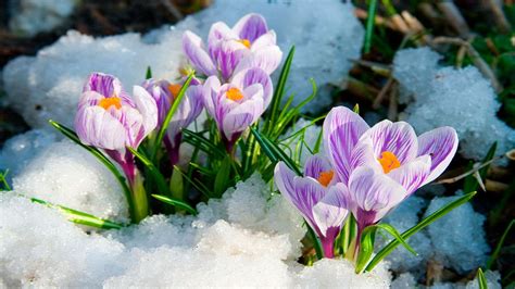 Flowers in Snow Wallpapers - Top Free Flowers in Snow Backgrounds ...