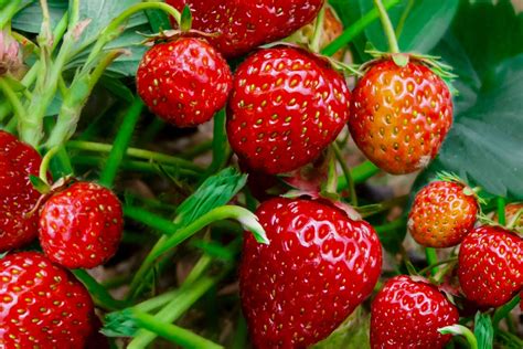 Strawberry Plant Flowers And Berries