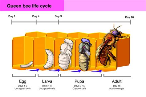 Creating a Queen Bee Look: Tips for Beekeepers - my-honeyextractor.com