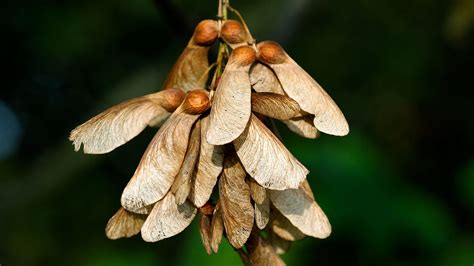 How to Grow Sycamore from Seed? - My Heart Lives Here