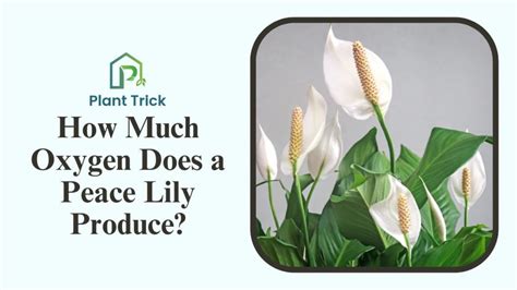 How Much Oxygen Does A Peace Lily Produce? Learn 7 Tips