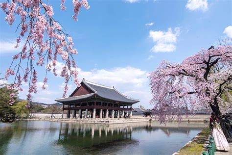 The Bizarre Currents Running Under My Korea Cherry Blossom Trip