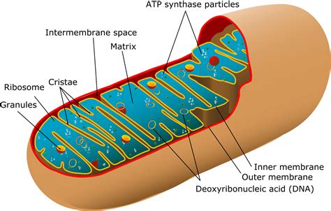 Mitochondria - Structure - Function - TeachMePhysiology