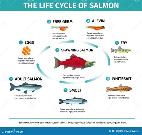 Salmon Life Cycle Printable