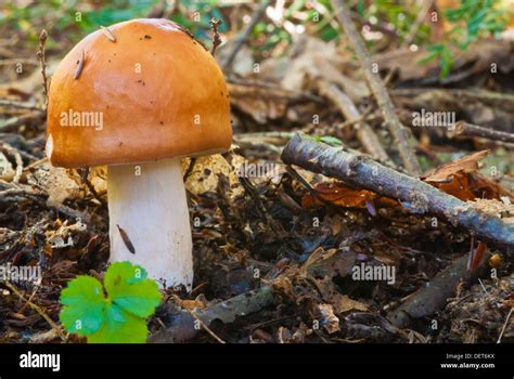 Russula laurocerasi hi-res stock photography and images - Alamy