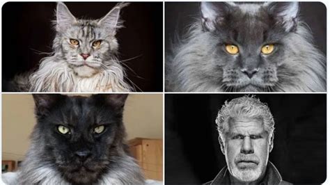 Ron Perlman Cats | Know Your Meme