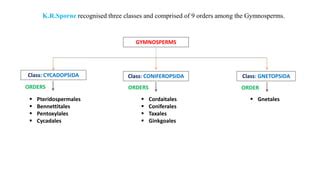 Classification of Gymnosperms (K.R.Sporne).pptx