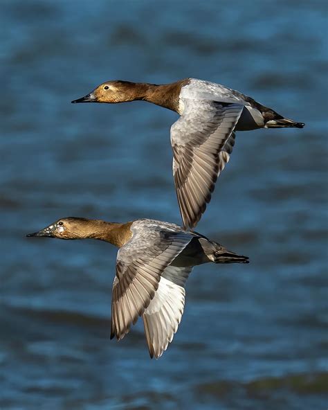 Female Canvasback duck in flight Photograph by William Krumpelman ...