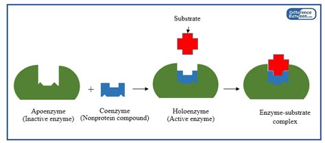 Difference Between Prosthetic Group and Coenzyme | Prosthetic Group vs ...