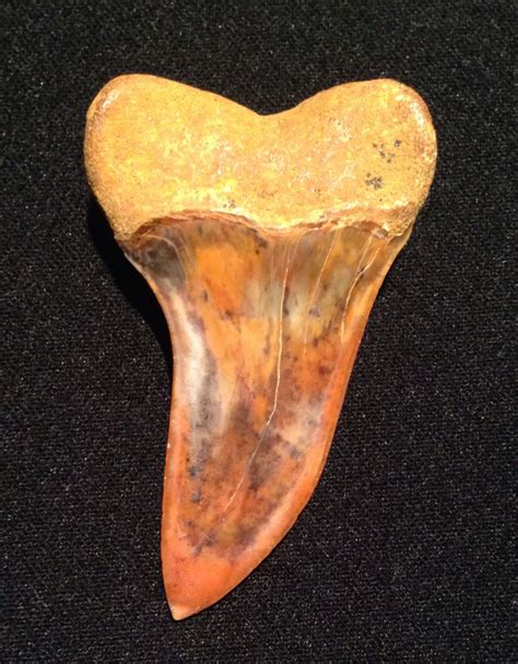 1.91 inch Bakersfield Isurus planus tooth - Members Gallery - The ...