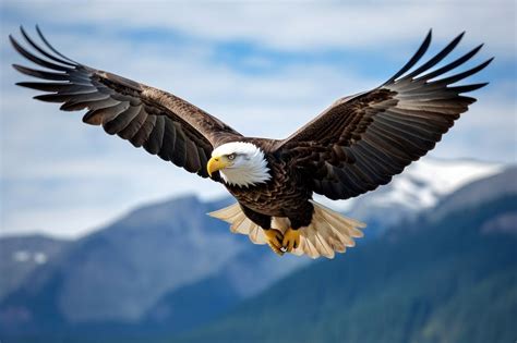 Eagle Flying Images | Free Photos, PNG Stickers, Wallpapers ...