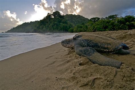 Leatherback Sea Turtle Facts and Pictures | Reptile Fact