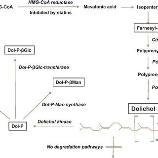 Synthesis of dolichol. Dolichol (Dol) is a large polyisoprenyl lipid ...