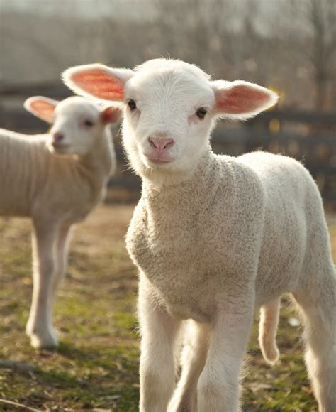 Lambs Helping Human Infants | Foundation for Biomedical Research