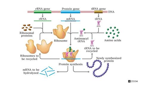 RNA Types | 7 Types and Best Explanation | USMLE Strike