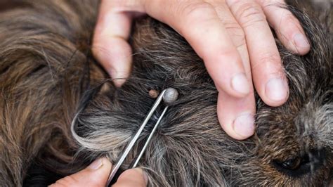 How to remove a tick from a dog quickly and effectively