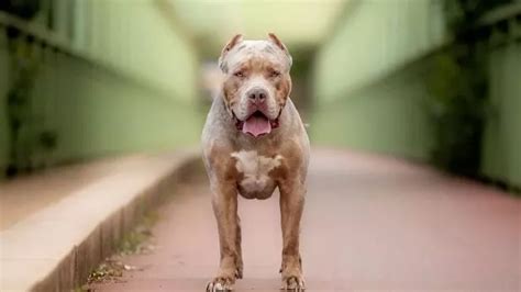 Cheshire dog behaviourist tells why he backs the ban on American XL ...