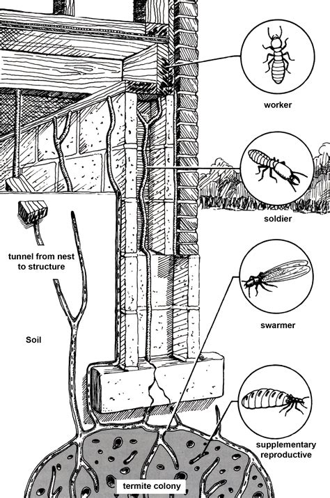 Termite Control