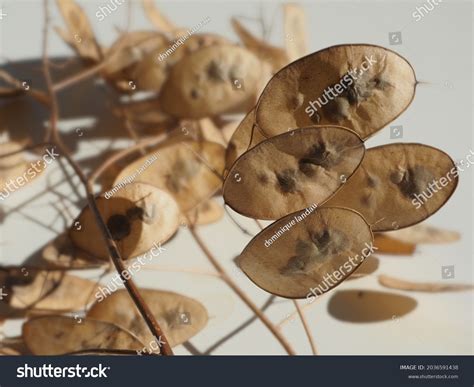 Lunaria Annua Fruits Seeds Closeup Background Stock Photo 2036591438 ...