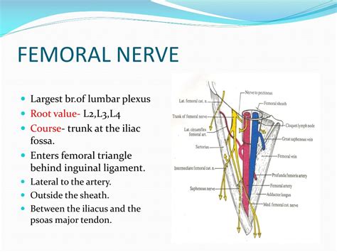 Femoral Triangle Dissection