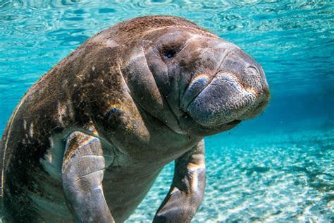 Manatees Eating