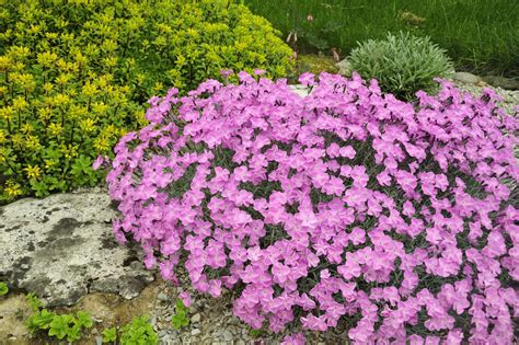 Rock Garden Plant Selection Guide: Sun Plants, Zone 5