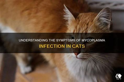 Understanding The Symptoms Of Mycoplasma Infection In Cats | PetShun